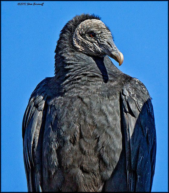 _2SB1031 black vulture portrait.jpg